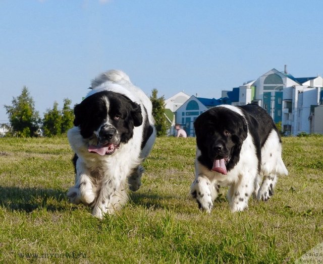 Фотография № 102904