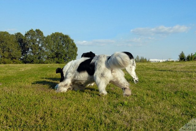 Фотография № 102905