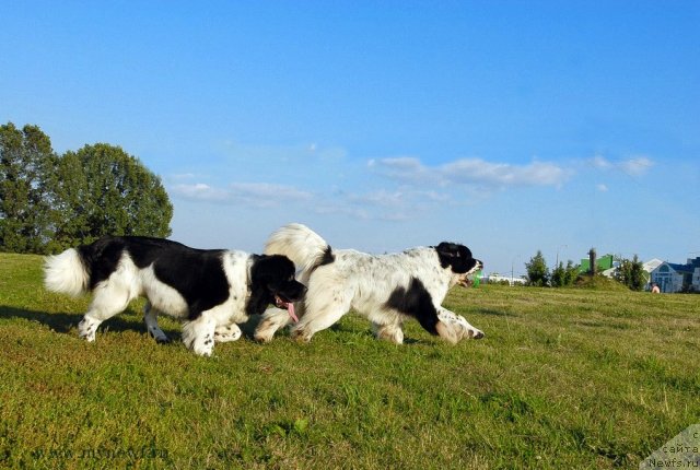 Фотография № 102907