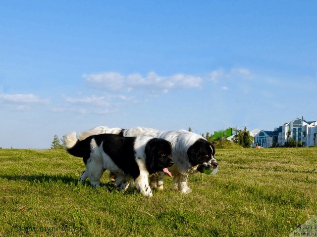 Фотография № 102910