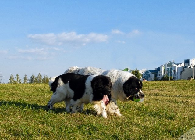 Фотография № 102911