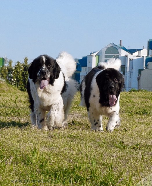 Фотография № 102912