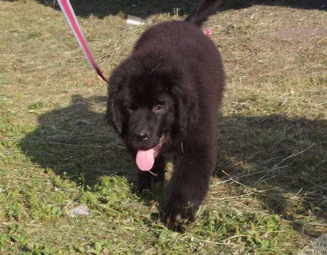 Фото: ньюфаундленд Bi Perfekt Aladar Hranitel' Roda (Би Перфект Аладар Хранитель Рода), ньюфаундленд Bi Perfekt Aladar Hranitel' Roda (Би Перфект Аладар Хранитель Рода)