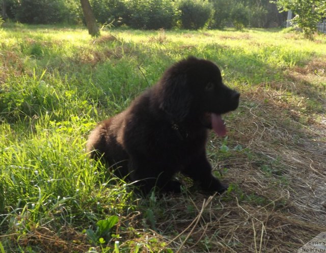 Фото: ньюфаундленд Bi Perfekt Aladar Hranitel' Roda (Би Перфект Аладар Хранитель Рода)