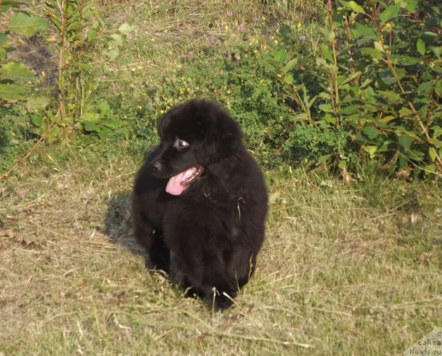 Фото: ньюфаундленд Bi Perfekt Aladar Hranitel' Roda (Би Перфект Аладар Хранитель Рода)