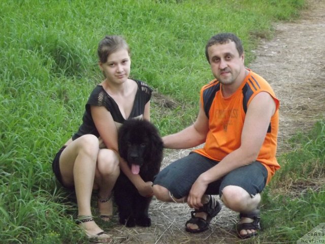 Фото: ньюфаундленд Bi Perfekt Aladar Hranitel' Roda (Би Перфект Аладар Хранитель Рода)