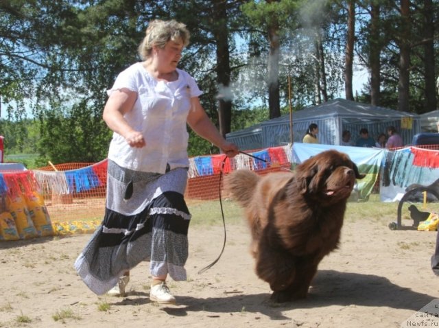 Фото: ньюфаундленд Super Premium Brabus (Супер Премиум Брабус), Irina Panyushkina (Ирина Панюшкина)