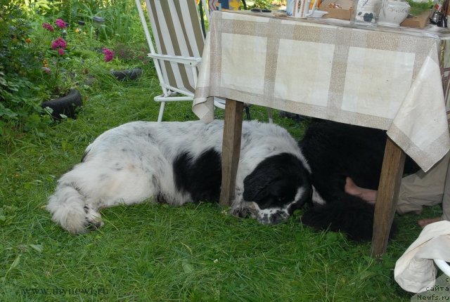 Фотография № 102937