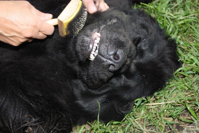 Фото: ньюфаундленд N'yufort Magiya Lyubvi (Ньюфорт Магия Любви)