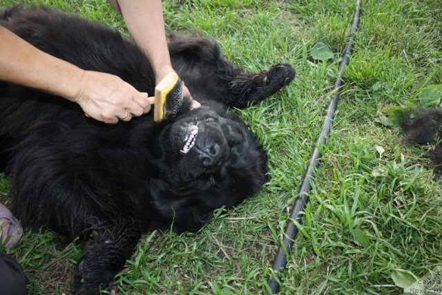 Фото: ньюфаундленд N'yufort Magiya Lyubvi (Ньюфорт Магия Любви)