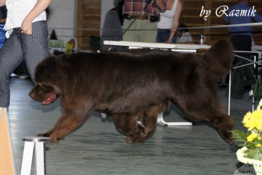 Фото: ньюфаундленд Lesnaja Skazka Korolevskiy Medved (Лесная Сказка Королевский Медведь)