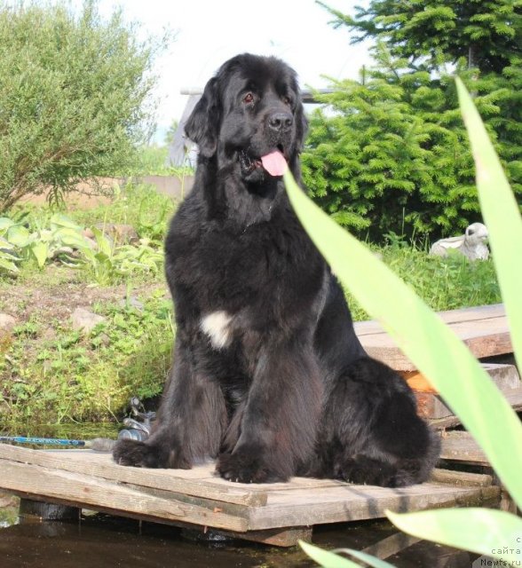 Фото: ньюфаундленд Dar Svezy Unika Sagitta (Дар Свезы Юника Сагитта)