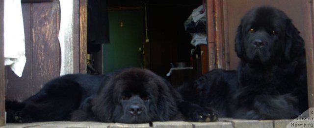 Фото: ньюфаундленд Dar Svezy Believe Me (Дар Свезы Белив Ми), ньюфаундленд Bjornebandens Nancy Wilson