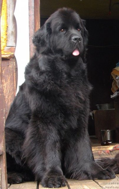 Фото: ньюфаундленд Bjornebandens Nancy Wilson