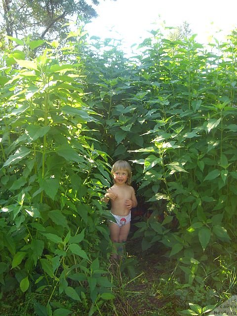 Фото: ньюфаундленд Dar Svezy Believe Me (Дар Свезы Белив Ми)