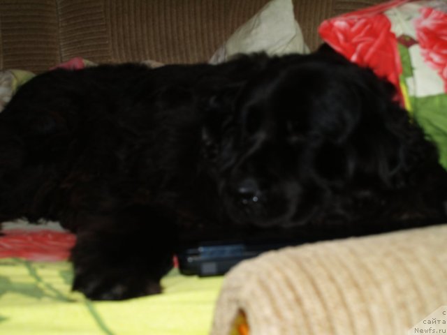 Фото: ньюфаундленд Pontus Pit (Понтус Пит)