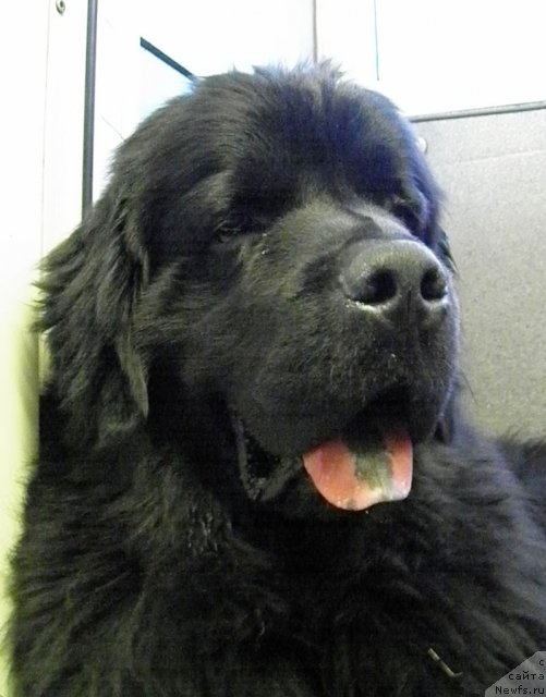 Фото: ньюфаундленд Zhdanny Syn Vialiki Miadzvedz