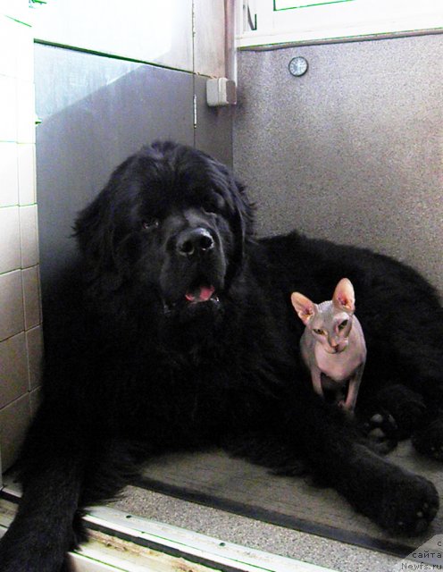 Фото: ньюфаундленд Zhdanny Syn Vialiki Miadzvedz