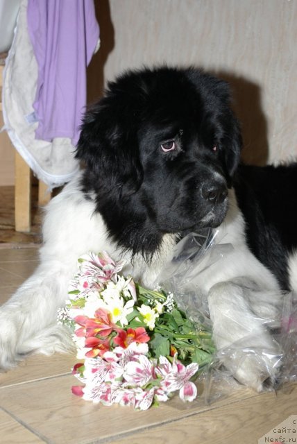 Фото: ньюфаундленд CHaruyuschaya Vzglyadom ot Sibirskogo Medvedya (Чарующая Взглядом от Сибирского Медведя)