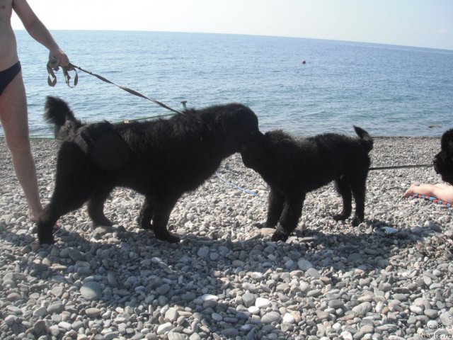 Фотография № 102990