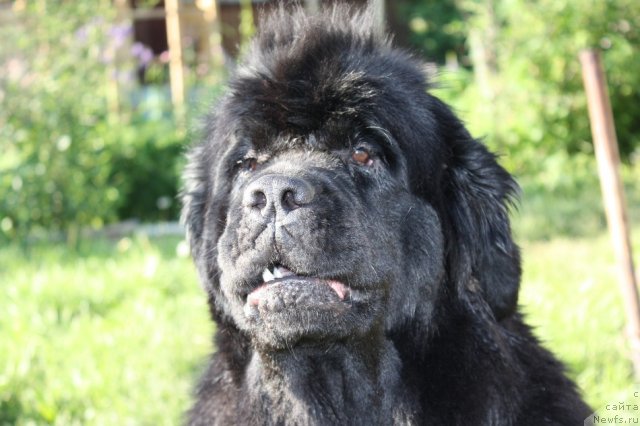 Фото: ньюфаундленд N'yufort Magiya Lyubvi (Ньюфорт Магия Любви)