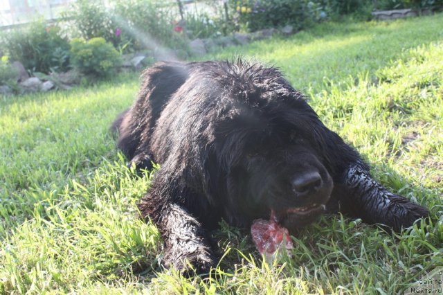 Фото: ньюфаундленд N'yufort Magiya Lyubvi (Ньюфорт Магия Любви)