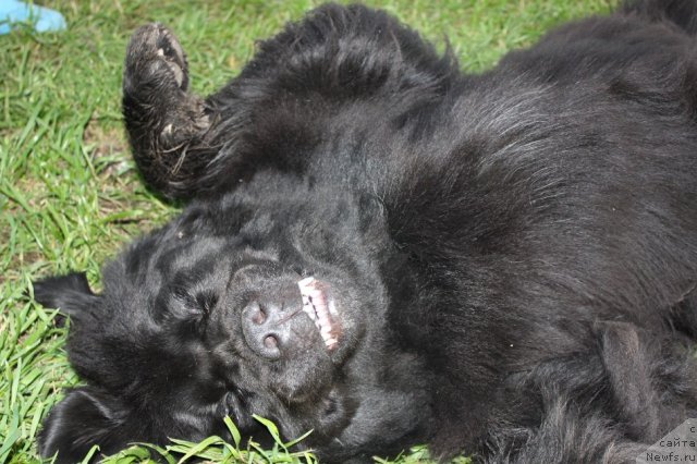 Фото: ньюфаундленд N'yufort Magiya Lyubvi (Ньюфорт Магия Любви)