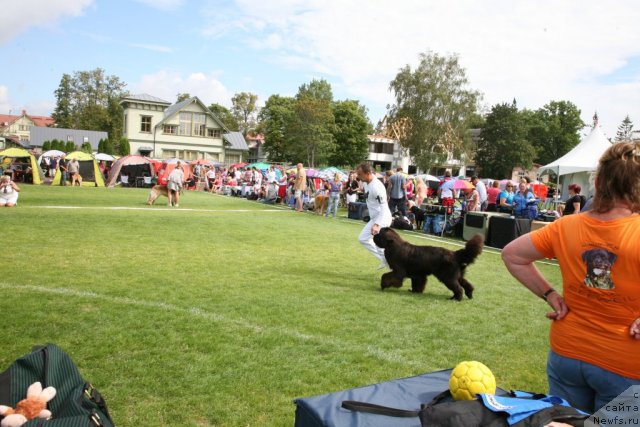 Фото: ньюфаундленд Love Me Tender Midnight Bear, Aleksandr Rozenfel'd (Александр Розенфельд)