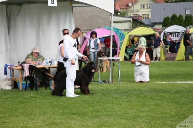 Фото: ньюфаундленд Love Me Tender Midnight Bear, Aleksandr Rozenfel'd (Александр Розенфельд)