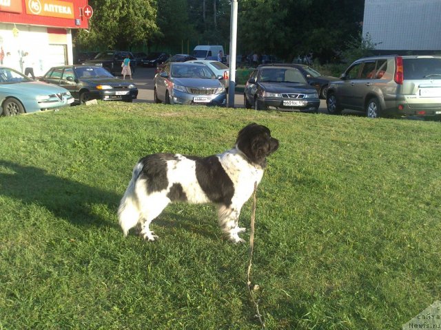 Фото: ньюфаундленд Skazochnaya Kroha Primadonna Byel' (Сказочная Кроха Примадонна Бэль)