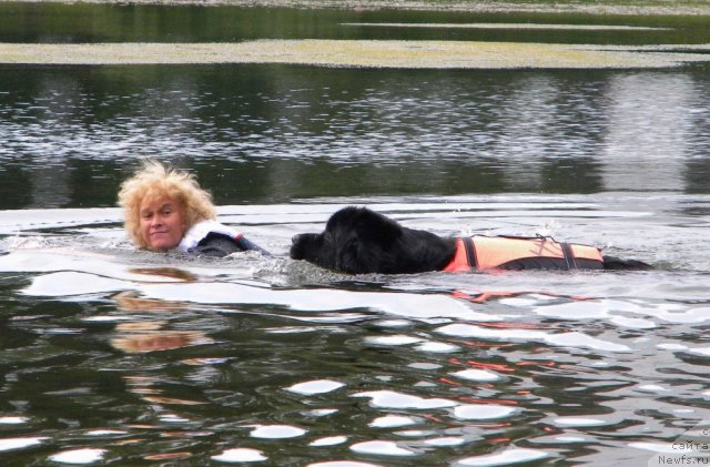 Фото: ньюфаундленд Aquatoriya Kelvin Kadril (Акватория Келвин Кадриль), Lyubov' Jakova (Любовь Жакова)