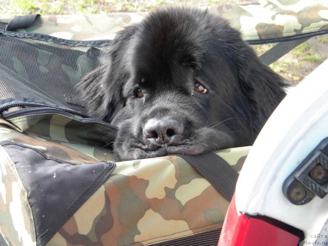 Фотография № 103027