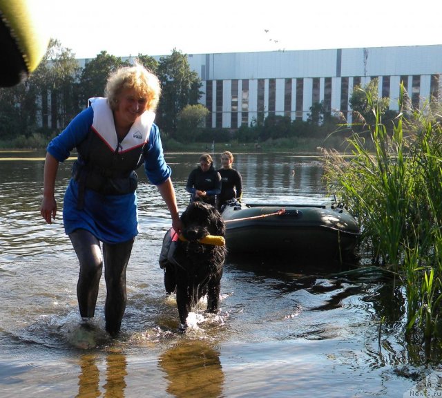 Фото: ньюфаундленд Aquatoriya Kelvin Kadril (Акватория Келвин Кадриль), Lyubov' Jakova (Любовь Жакова)