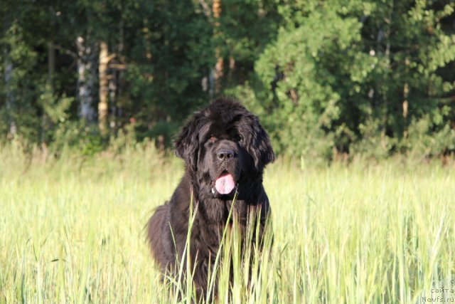 Фото: ньюфаундленд N'yufort Magiya Lyubvi (Ньюфорт Магия Любви)