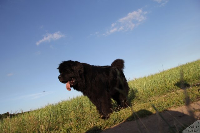 Фото: ньюфаундленд N'yufort Magiya Lyubvi (Ньюфорт Магия Любви)