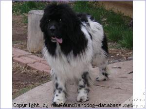 Фото: ньюфаундленд Callistos Nambe Bru