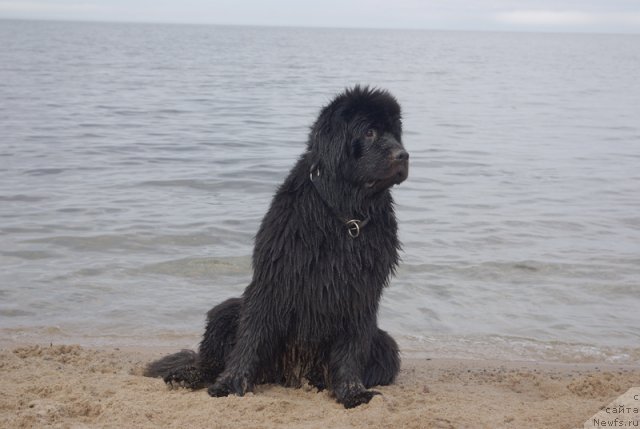 Фотография № 103068