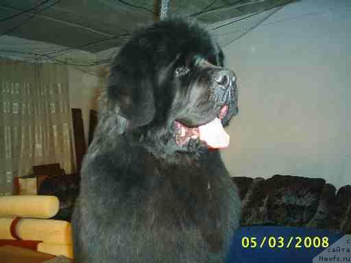 Фото: ньюфаундленд Obush Shed Edisson Nicole (Обуш Шед Эдисон Николь)