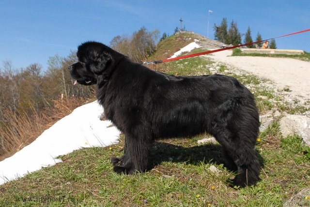 Фото: ньюфаундленд Sent Djons Sabina Mistical (Сент Джонс Сабина Мистикал)