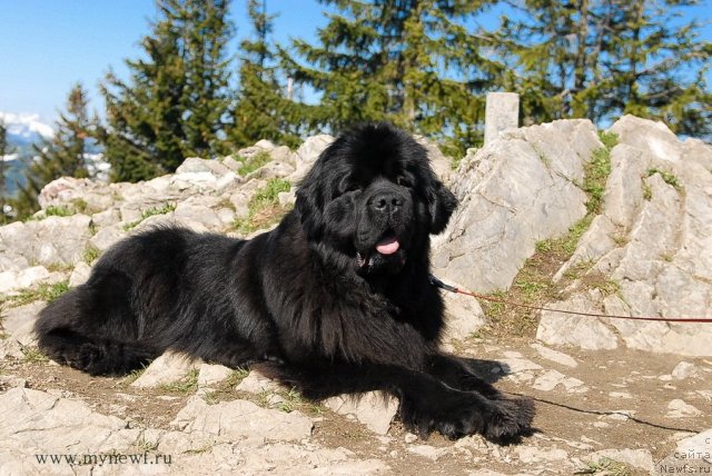 Фото: ньюфаундленд Sent Djons Sabina Mistical (Сент Джонс Сабина Мистикал)