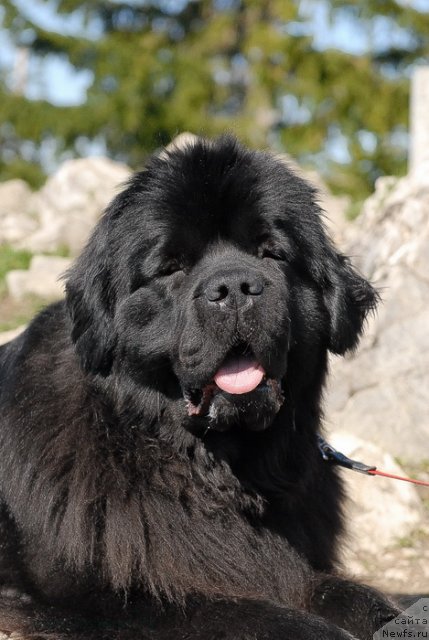 Фото: ньюфаундленд Sent Djons Sabina Mistical (Сент Джонс Сабина Мистикал)