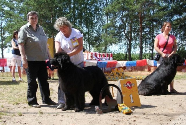 Фото: ньюфаундленд S'Nezhnaya Vjuga Armando Parusso (С'Нежная Вьюга Армандо Паруссо), Irina Panyushkina (Ирина Панюшкина)