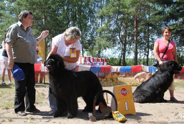 Фото: ньюфаундленд S'Nezhnaya Vjuga Armando Parusso (С'Нежная Вьюга Армандо Паруссо), Irina Panyushkina (Ирина Панюшкина)