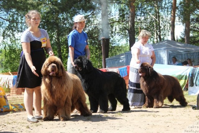 Фото: ньюфаундленд Komandor iz Medvej'ego YAra (Командор из Медвежьего Яра), ньюфаундленд Aquatoria Kelvin Izumrudny Dozhd (Акватория Келвин Изумрудный Дождь), ньюфаундленд Super Premium Brabus (Супер Премиум Брабус)