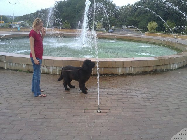 Фото: ньюфаундленд Charuyuschiy Chezario (Чарующий Чезарио)