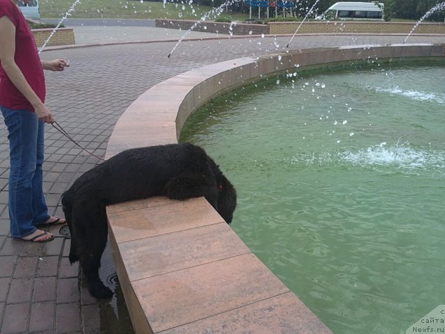 Фото: ньюфаундленд Charuyuschiy Chezario (Чарующий Чезарио)