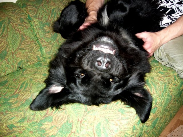 Фото: ньюфаундленд Piternyuf Nota Bene (Питерньюф Нота Бене)