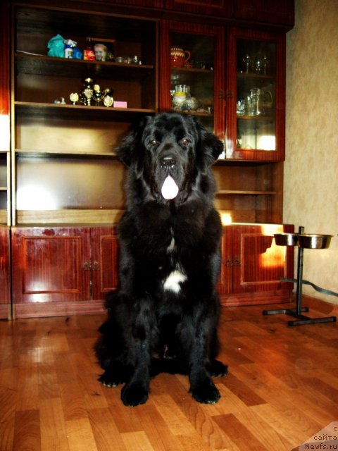 Фото: ньюфаундленд Piternyuf Nota Bene (Питерньюф Нота Бене)