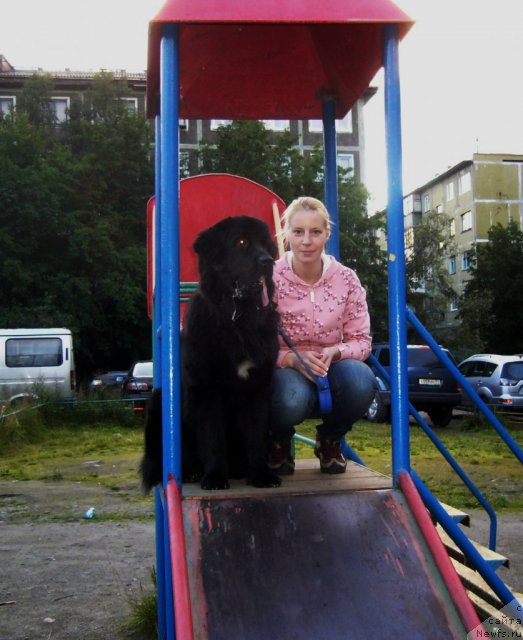 Фото: ньюфаундленд Piternyuf Nota Bene (Питерньюф Нота Бене), Ekaterina Zayceva (Екатерина Зайцева)