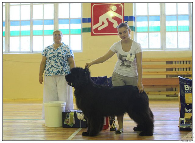 Фото: ньюфаундленд Akvatoriya Kelvin Oushen Drim (Акватория Келвин Оушен Дрим)